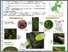 [thumbnail of PosterPflaschuTa16-SM.pdf]